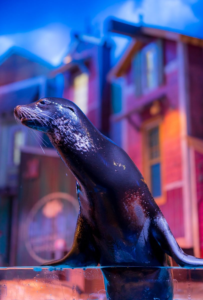 A rescued seal performs a show at the Georgia Aquarium, resting for a moment on top of a glass platform before splashing viewers