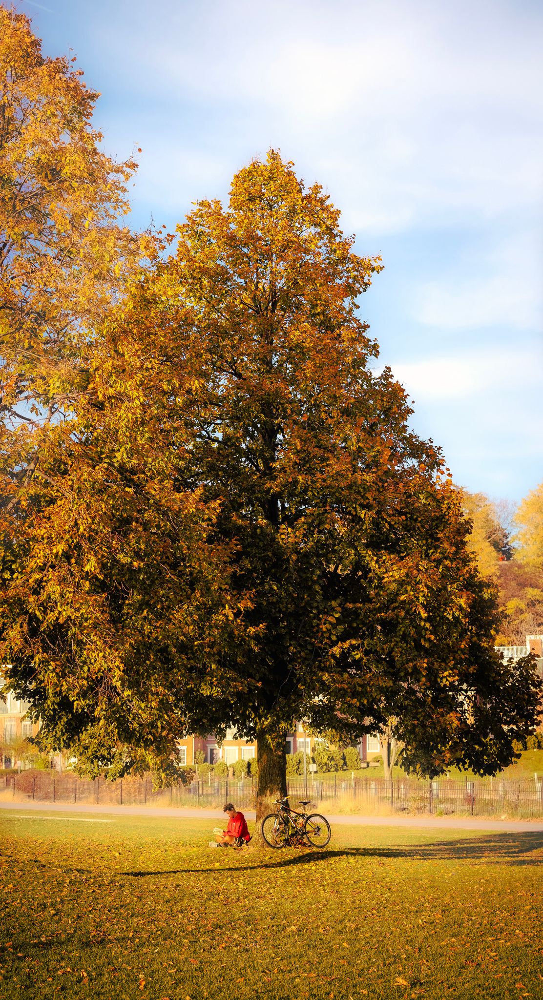 A student reads under a tree by the Burlington boardwalk